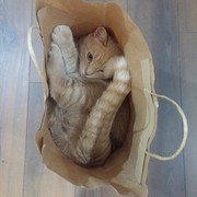 ���������� ����, ���� ������� Mak�, 27 ���, ������������ ��� ������, ����� � ���������, c�������� ���������