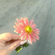 Знакомства Херсон, EvilEquarius