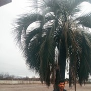 ���������� �������, ������� ������, 37