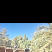 Tunis,   Lilk, 33 ,   ,   