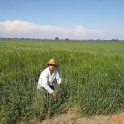  ,   Asef, 43 ,   