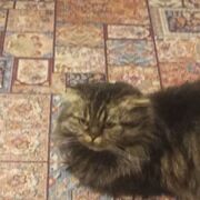 ���������� �����, ����