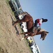  ,   Muso, 44 ,   ,   