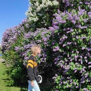 ���������� �����-���������, ���� ������� ��������, 22 ����, ������������ ��� ���������