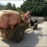 ���������� �����������, ���� ������� �������, 22 ����, ������������ ��� ������, ����� � ���������, c�������� ���������