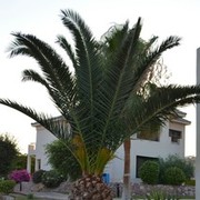 ���������� �������, ���� ������� Romchik, 36 ���, ������������ ��� ������