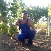 ���������� �����������, ���� ������� ��������, 62 ����, ������������ ��� c�������� ���������