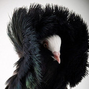 ���������� ��������, ���� ������� Ը���, 40 ���, ������������ 