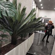 ���������� ������-��-����, ���� ������� ������, 60 ���, ������������ ��� ������, ����� � ���������, ���������