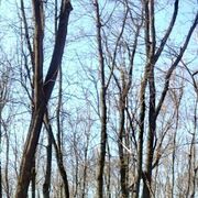 ���������� ������, ���� ����� ���������, 22 ����, ������������ ��� ������, ����� � ���������