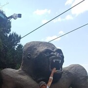 ���������� ������, ���� ������� ������, 56 ���, ������������ ��� ������, ����� � ���������