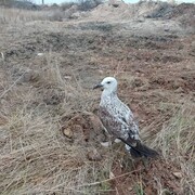 ���������� ���������, ���� ������� ������, 40 ���, ������������ ��� ������, ����� � ���������, c�������� ���������, ���������