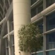 ���������� ������, ���� ������� �����, 43 ����, ������������ ��� ������, ����� � ���������