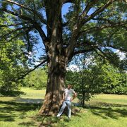 ���������� �����������-��-�����, ���� ������� ���������, 36 ���, ������������ ��� ������, ����� � ���������