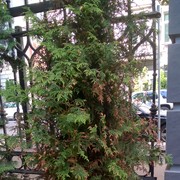 ���������� ������, ���� ������� ���, 49 ���, ������������ ��� ������, ����� � ���������, c�������� ���������