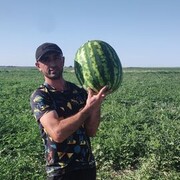 ���������� ������, ���� ������� ������, 38 ���, ������������ ��� ������, ����� � ���������