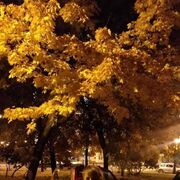 ���������� �����-���������, ���� ������� ��������, 55 ���, ������������ ��� ����� � ���������, c�������� ���������