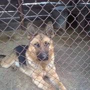 ���������� ���������, ���� ������� ������, 61 ���, ������������ ��� ������, ����� � ���������, c�������� ���������