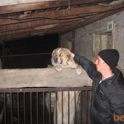 ���������� ����-�����������, ���� ������� ����, 36 ���, ������������ 