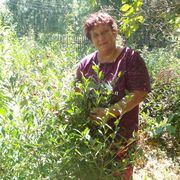 ���������� ���������, ���� ������� �������, 54 ����, ������������ ��� ������, ����� � ���������