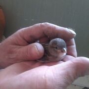 ���������� ������, ���� ������� ���������, 60 ���, ������������ ��� ������, ����� � ���������, c�������� ���������