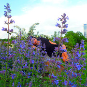 ���������� ������, ���� ������� �����, 39 ���, ������������ ��� ������, ����� � ���������, c�������� ���������