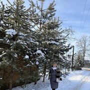 ���������� �����-���������, ���� ������� ���, 71 ���, ������������ ��� c�������� ���������, ���������