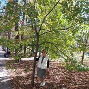 ���������� ����������, ���� ������� ��������, 52 ����, ������������ ��� c�������� ���������, ���������