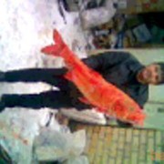  ,   Said, 49 ,  