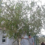 ���������� ���������, ���� ������� ���������, 40 ���, ������������ ��� ������, ����� � ���������, c�������� ���������, ���������