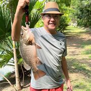  Harcourt,   David, 64 ,   ,   