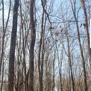 ���������� ���������, ���� ������� Lana, 54 ����, ������������ ��� c�������� ���������