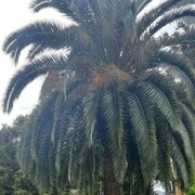 ���������� ������, ���� ������� �������, 45 ���, ������������ ��� ������, ����� � ���������