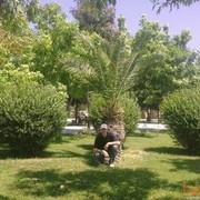 ���������� ����, ���� ������� �����, 34 ����, ������������ ��� ������