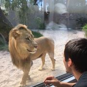 ���������� ����, ���� ������� Solovik, 34 ����, ������������ ��� ������, ����� � ���������, c�������� ���������, ���������