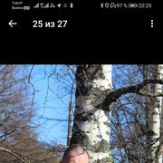 ���������� �����-���������, ���� ������� �����, 52 ����, ������������ ��� ������