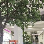 ���������� ������, ���� ������� ������, 32 ����, ������������ ��� ������, ����� � ���������