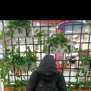 ���������� ��������, ���� ����� ����, 21 ���, ������������ ��� ������, ����� � ���������