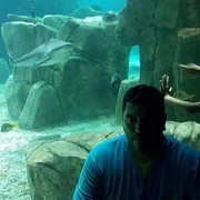 ���������� ����, ���� ������� Baxis, 44 ����, ������������ ��� ������, ����� � ���������, c�������� ���������