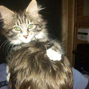 ���������� �����������, ���� ������� Pasha, 43 ����, ������������ ��� ������, ����� � ���������, c�������� ���������