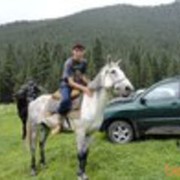 ���������� ������, ���� ������� Sayat, 35 ���, ������������ ��� ���������