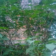 ���������� �������, ���� ������� ����, 54 ����, ������������ ��� ������, ����� � ���������