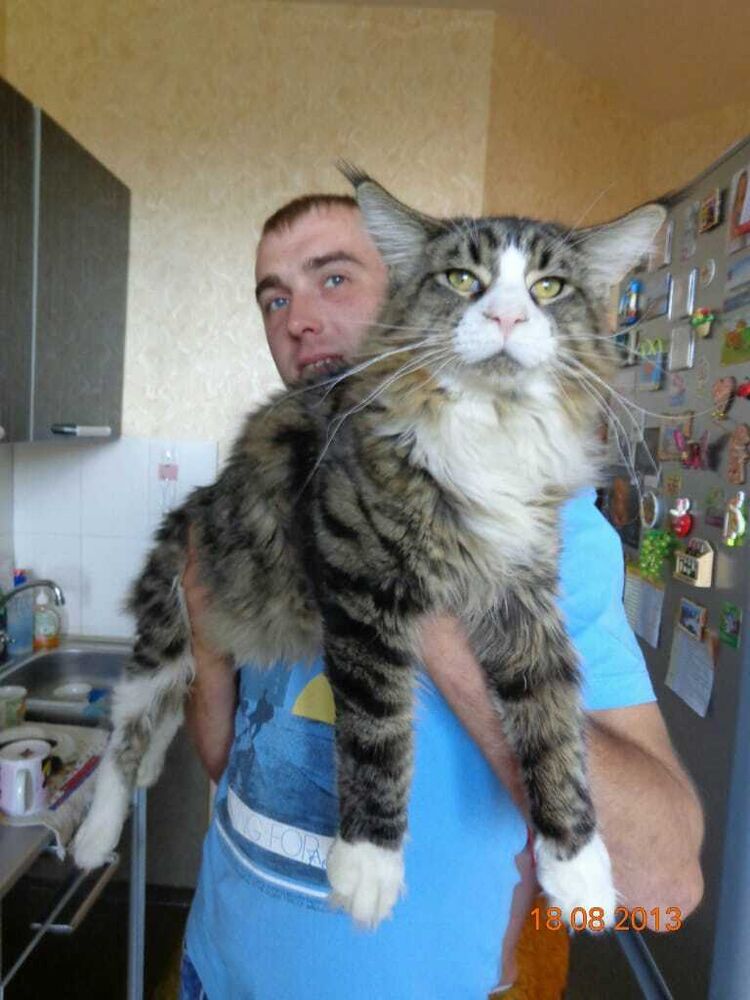 ���������� ������, ���� ������� �����, 37 ���, ������������ ��� ������, ����� � ���������, c�������� ���������