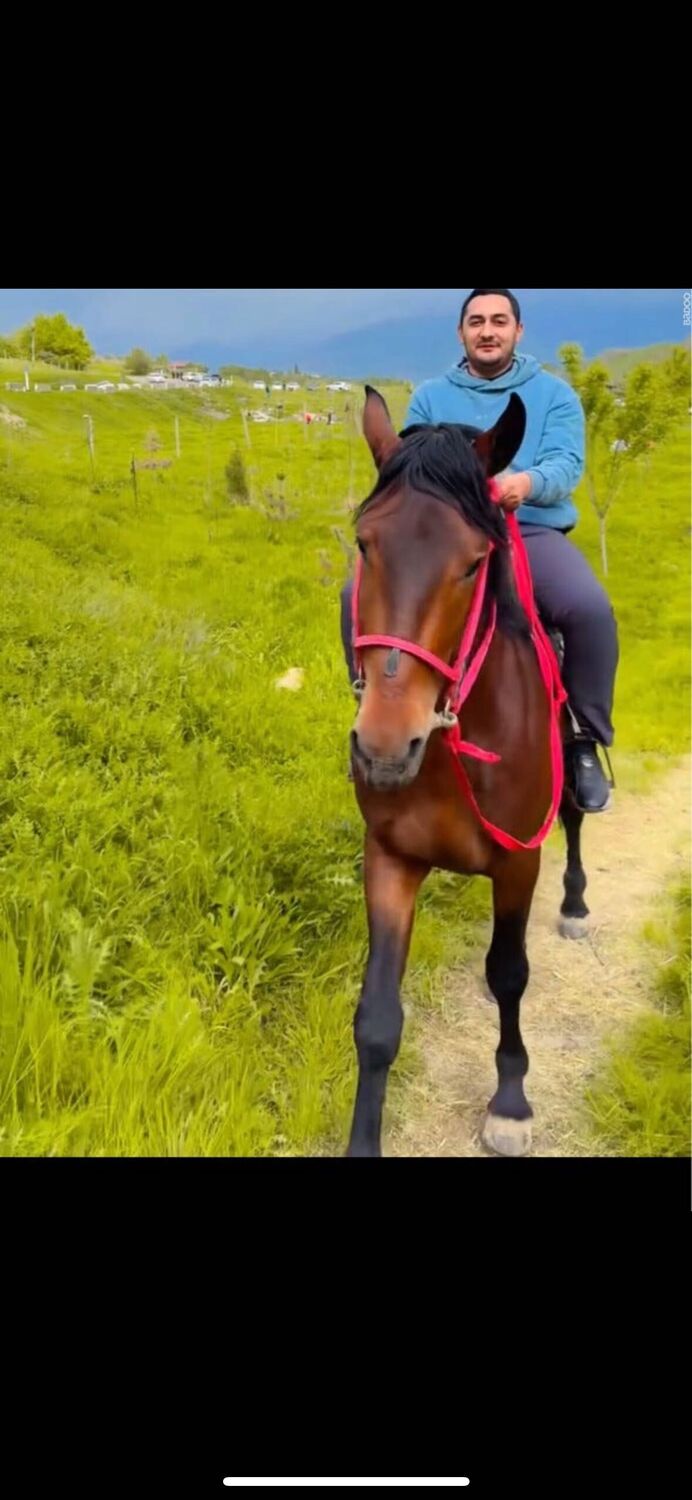 ���� 52503079 ������� ���������, 33 ����, ���� ���������� � ��������