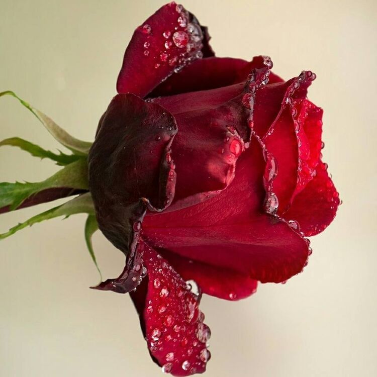 ���������� ���������, ���� ������� ����, 38 ���, ������������ ��� ������, ����� � ���������, c�������� ���������