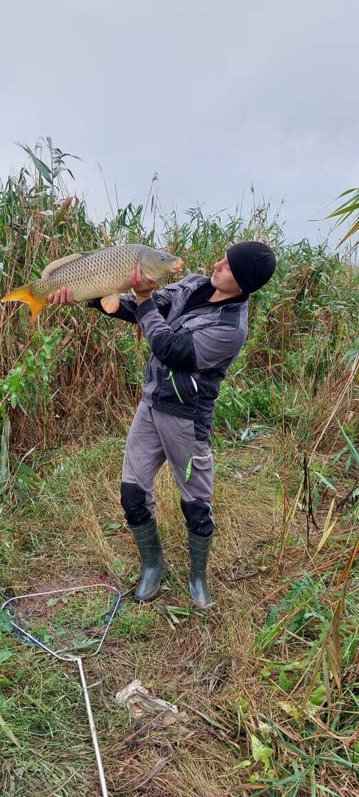 ���� 26668209 ������� �������, 33 ����, ���� ���������� � ����������