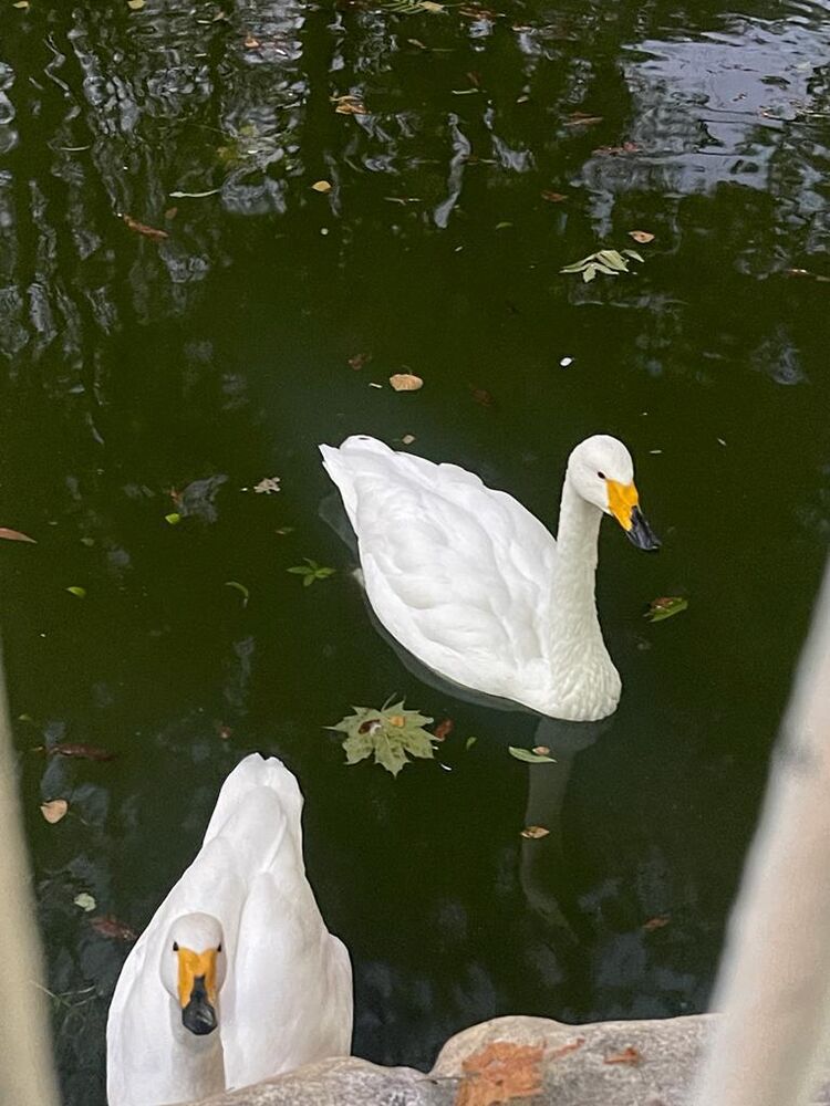 ���� 40889899 ������� MOMO, 30 ���, ���� ���������� � ����������