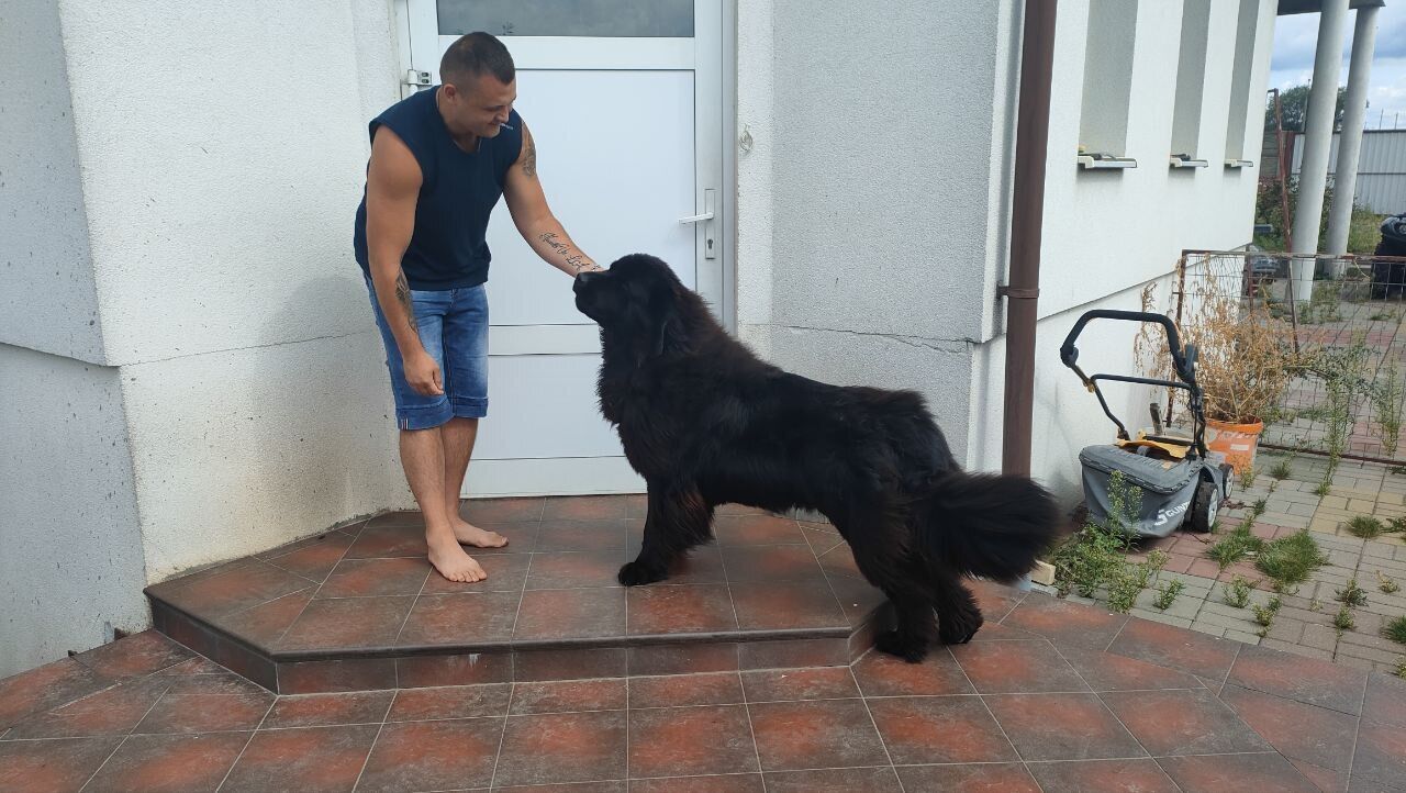  39517489  Vladimir, 33 ,    