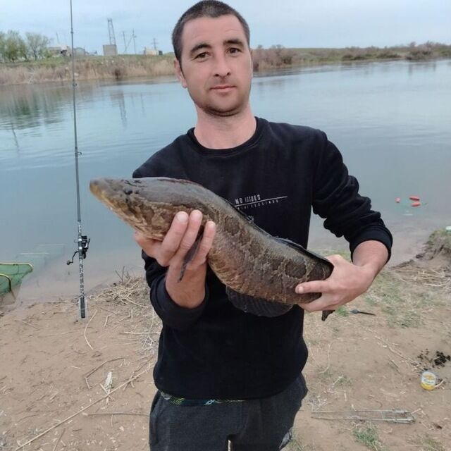 ���� 56104329 ������� ������, 34 ����, ���� ���������� � ��������