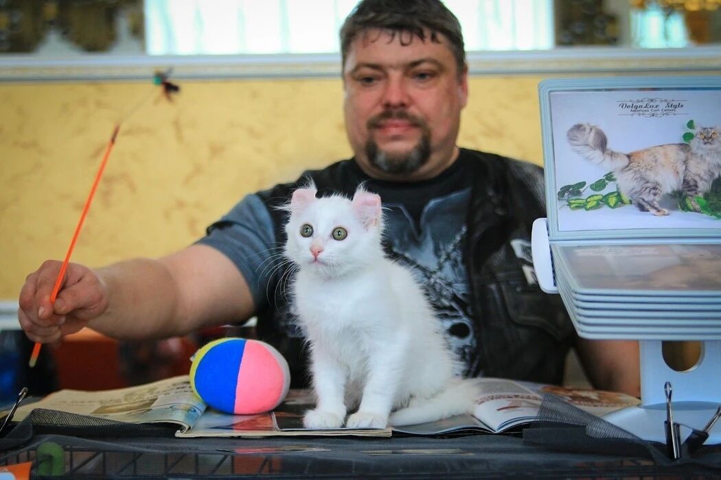 ���� 54820949 ������� �������, 46 ���, ���� ���������� � ����������